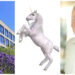 ‘Our competitors were rooting for us’: Focus Group Founder on reaching $1bn unicorn status