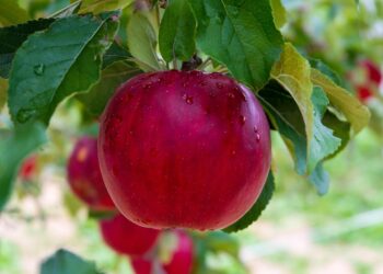 Apple resellers bite into juicy £200m universities framework