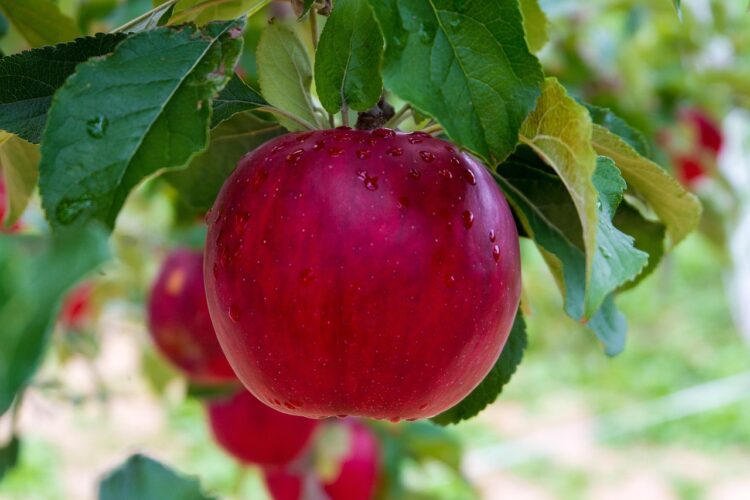 Apple resellers bite into juicy £200m universities framework