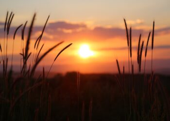 Cyber retains golden status as channel pockets 92% of sales