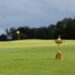 CDW Ryder Cup